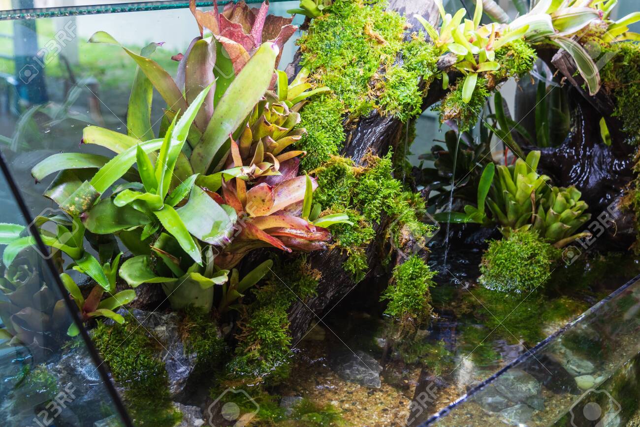 Décor terrarium